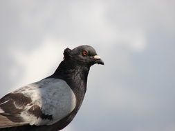 profile portrait of a pigeon