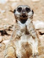 cute sitting meerkat