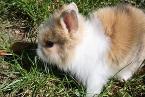 dwarf rabbit on green grass