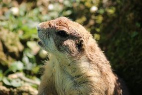 side view of the prairie dog