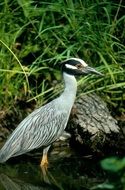 heron against a background of greenery