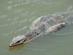 iguana swims in a pond
