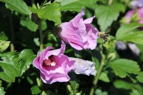 insect flies to a pink bell