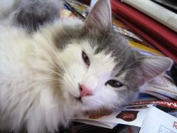 white gray kitten lying on the bedspread