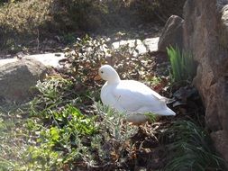 white duck in a wildlife