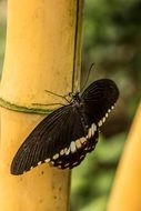 butterfly on the bamboo tree