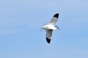 avocets in flight