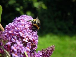 fluffy bee on fragrant purple lilac