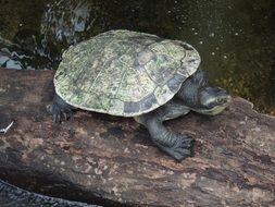 Turtle in Australia