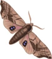 Clipart,picture of brown moth