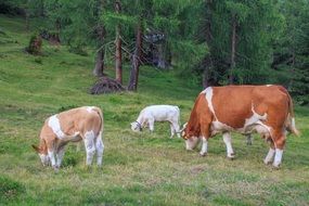 beautiful and cute Cows