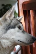 profile of a siberian husky