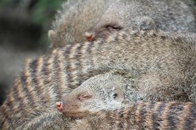 banded mongooses Snuggle scene