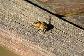 golden honey bee on a wooden surface