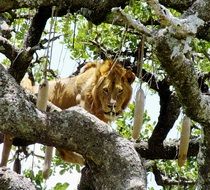 lion on a tree on a clear sunny day