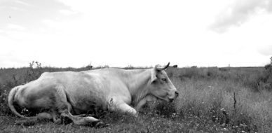 cow rests on meadow, black and white