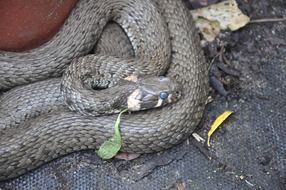 grey Snake Animal closeup