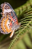 butterfly on the fern tree