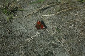 colored butterfly on ground