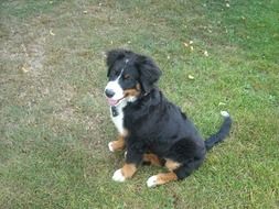 Bernese zenen puppy on green grass