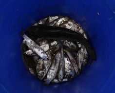 indian oil sardines in the bucket