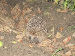 attractive Hedgehog