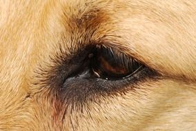 brown dog eye closeup