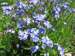 A lot of small blue flowers