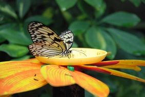 delightfully gentle Butterfly