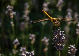 yellow dragonfly on the summer field