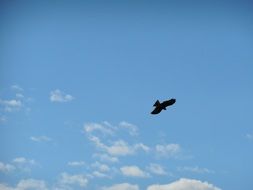 small bird in Blue Sky