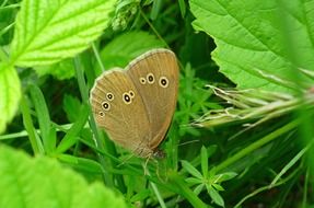 delightful Biege Spotted Butterfly