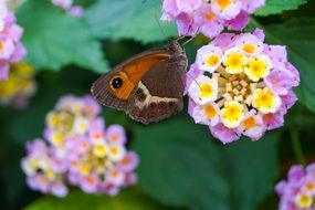 butterfly on a pink flower in the garden