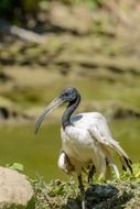 ibis in wildlife