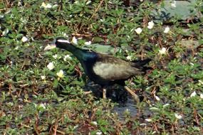 bronze-winged jancana in india