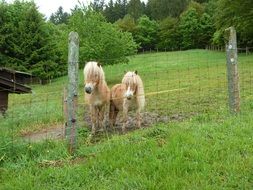 Two brown ponies