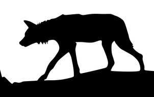 Black silhouette of the wolf on white background clipart