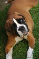 brown boxer lies on a green meadow