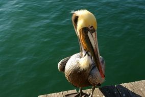 gold Pelican