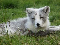 cute grey and white puppy on lawn