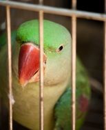 wonderful Parrot