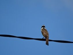 bird on a wire against a bright blue sky