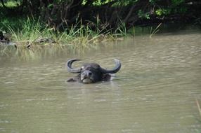 black Buffalo in Water