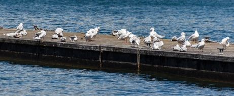 Seagulls on the pier on a sunny day