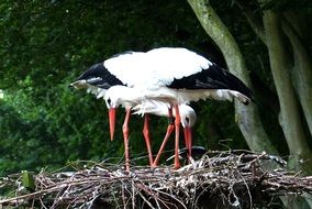 storks in a nest among nature