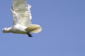 white cockatoo flying under the blue sky