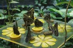 Butterfly on a tropical plants