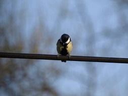 tit sits on a pipe