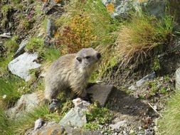 Cute Marmot in the wildlife