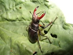 stag beetle in wildlife